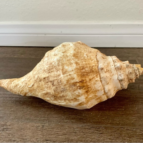 Big Sea Shell - Picture 10 of 12